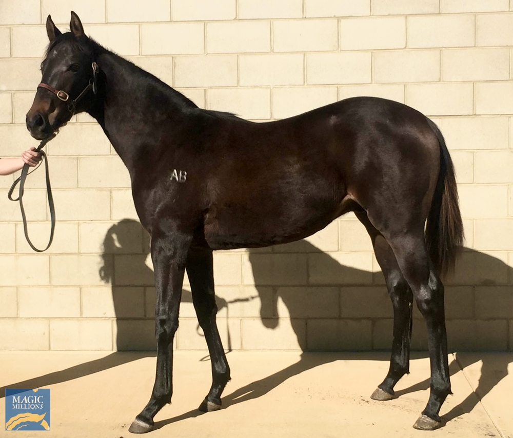 2024 Perth Winter Thoroughbred Sale Magic Millions Online Catalogue